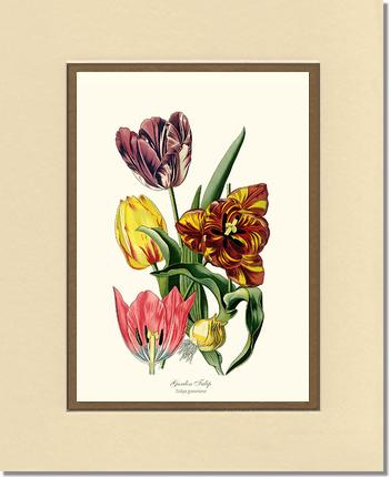Tulip, Garden | Flower/Floral Art Print
