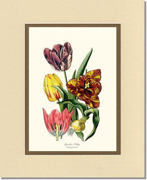 Tulip, Garden | Flower/Floral Art Print