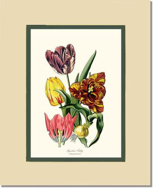 Tulip, Garden | Flower/Floral Art Print