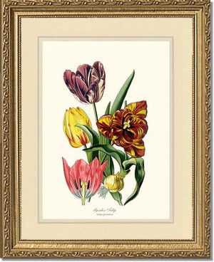 Tulip, Garden | Flower/Floral Art Print