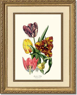 Tulip, Garden | Flower/Floral Art Print