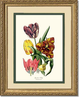 Tulip, Garden | Flower/Floral Art Print