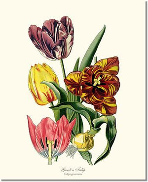 Tulip, Garden | Flower/Floral Art Print