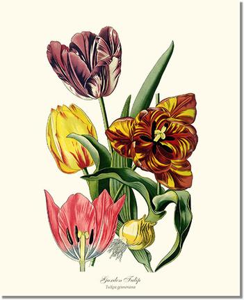 Tulip, Garden | Flower/Floral Art Print