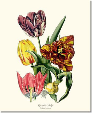 Flower Floral Print: Tulip, Garden