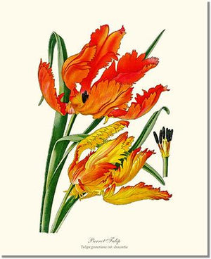 Flower Floral Print: Tulip, Parrot