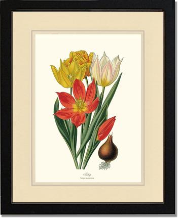 Tulipa suaveolens | Flower/Floral Art Print