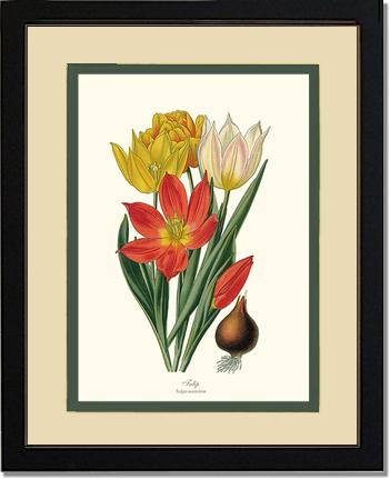 Tulipa suaveolens | Flower/Floral Art Print
