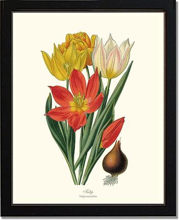 Tulipa suaveolens | Flower/Floral Art Print
