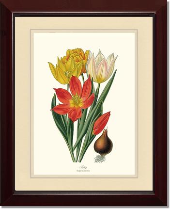 Tulipa suaveolens | Flower/Floral Art Print
