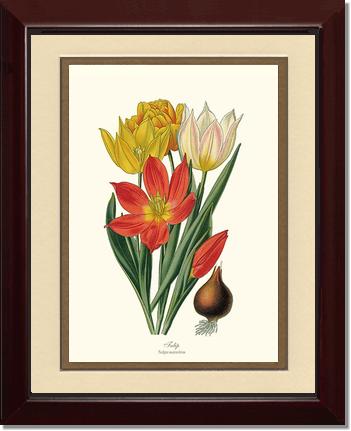 Tulipa suaveolens | Flower/Floral Art Print