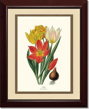 Tulipa suaveolens | Flower/Floral Art Print