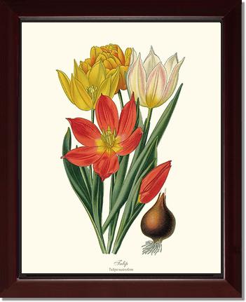 Tulipa suaveolens | Flower/Floral Art Print