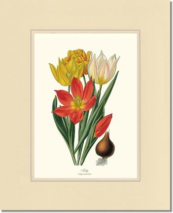Tulipa suaveolens | Flower/Floral Art Print