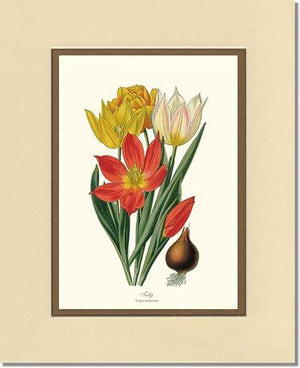 Tulipa suaveolens | Flower/Floral Art Print