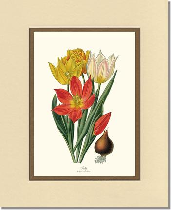 Tulipa suaveolens | Flower/Floral Art Print