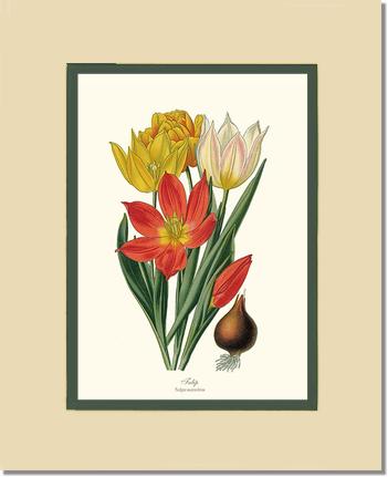 Tulipa suaveolens | Flower/Floral Art Print