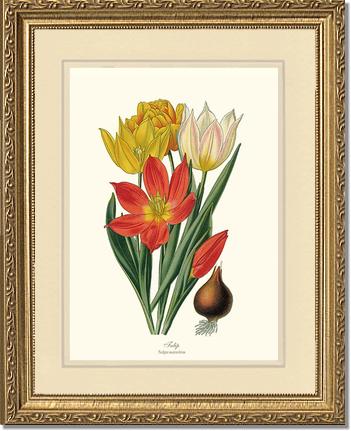 Tulipa suaveolens | Flower/Floral Art Print