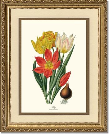 Tulipa suaveolens | Flower/Floral Art Print
