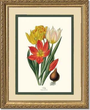 Tulipa suaveolens | Flower/Floral Art Print