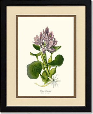 Hyacinth, Water
