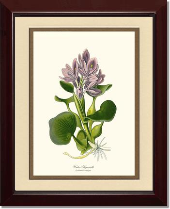 Hyacinth, Water | Flower/Floral Art Print