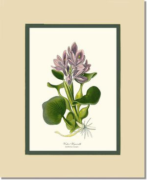 Hyacinth, Water