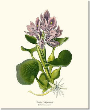 Flower Floral Print: Hyacinth, Water