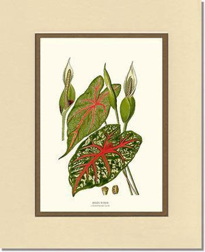 Angel Wings - Charting Nature