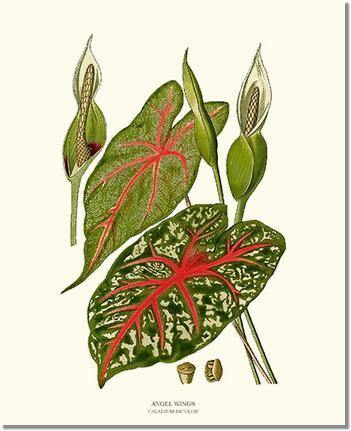 Angel Wings Caladium