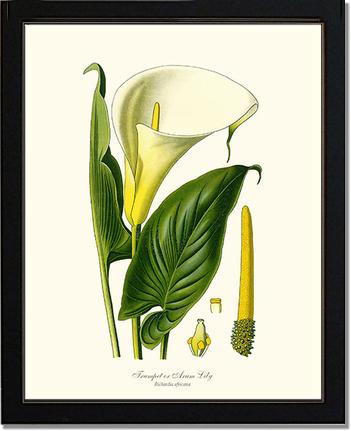 Lily, Trumpet | Flower/Floral Art Print