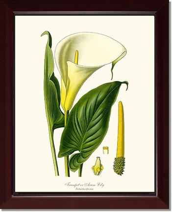 Lily, Trumpet | Flower/Floral Art Print