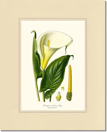 Lily, Trumpet | Flower/Floral Art Print