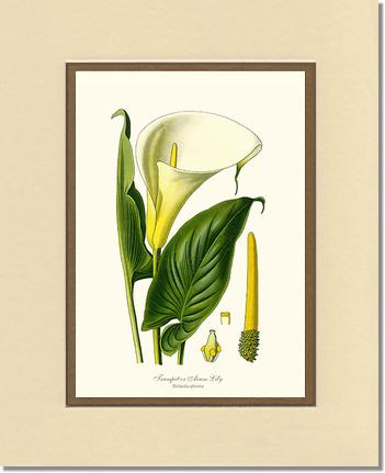 Lily, Trumpet | Flower/Floral Art Print