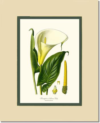 Lily, Trumpet | Flower/Floral Art Print