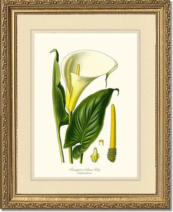 Lily, Trumpet | Flower/Floral Art Print