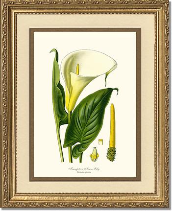 Lily, Trumpet | Flower/Floral Art Print