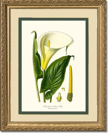Lily, Trumpet | Flower/Floral Art Print
