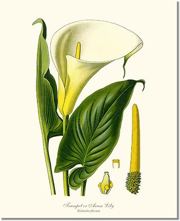 Flower Floral Print: Lily, Trumpet Calla