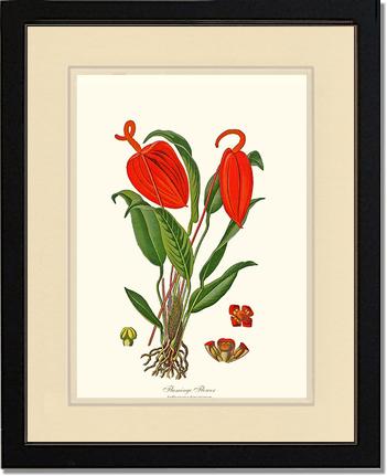 Flamingo Flower | Flower/Floral Art Print
