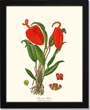 Flamingo Flower