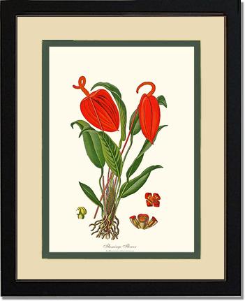Flamingo Flower | Flower/Floral Art Print