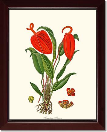Flamingo Flower | Flower/Floral Art Print
