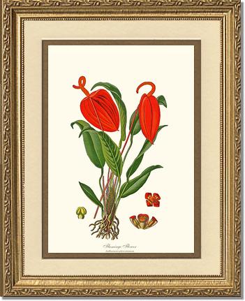 Flamingo Flower | Flower/Floral Art Print