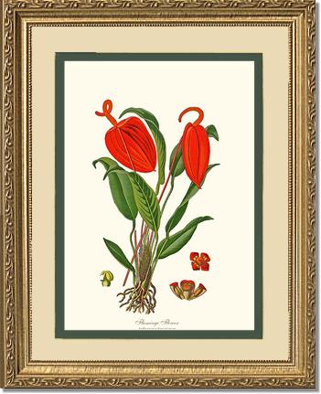 Flamingo Flower | Flower/Floral Art Print