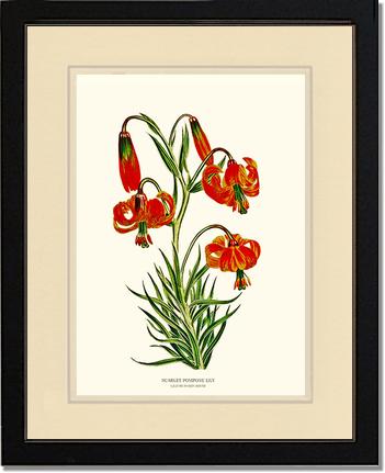 Lily, Scarlet Pompone | Flower/Floral Art Print