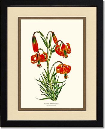 Lily, Scarlet Pompone | Flower/Floral Art Print