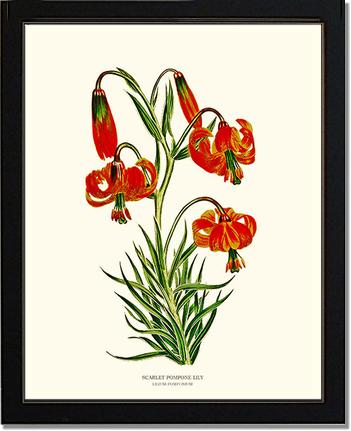 Lily, Scarlet Pompone | Flower/Floral Art Print