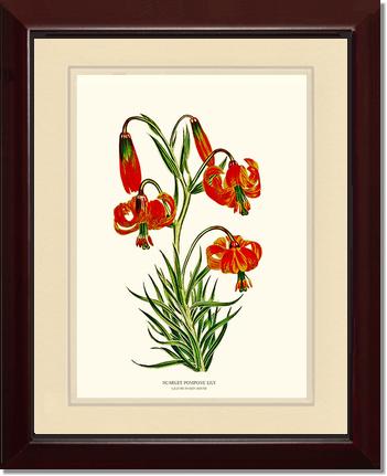 Lily, Scarlet Pompone | Flower/Floral Art Print