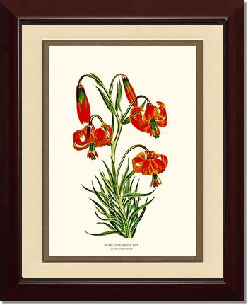 Lily, Scarlet Pompone | Flower/Floral Art Print